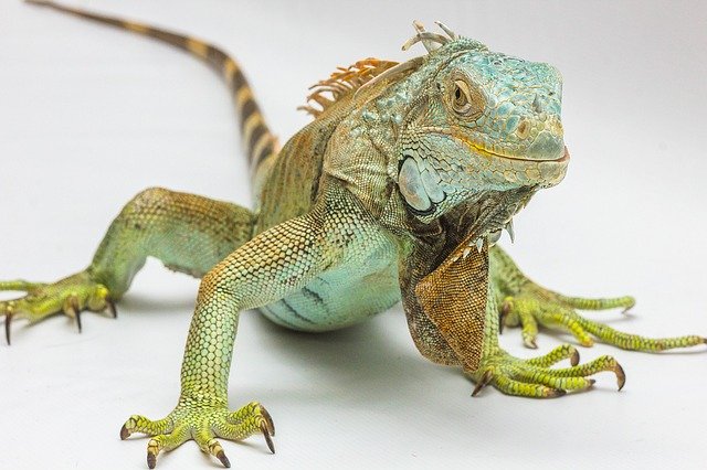 animali esotici